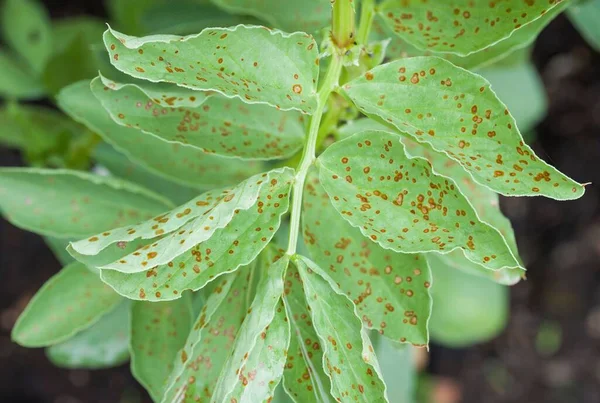 Rust Plant Disease Rust Spots Leaves Broad Bean Plant Vegetable — Stock Photo, Image