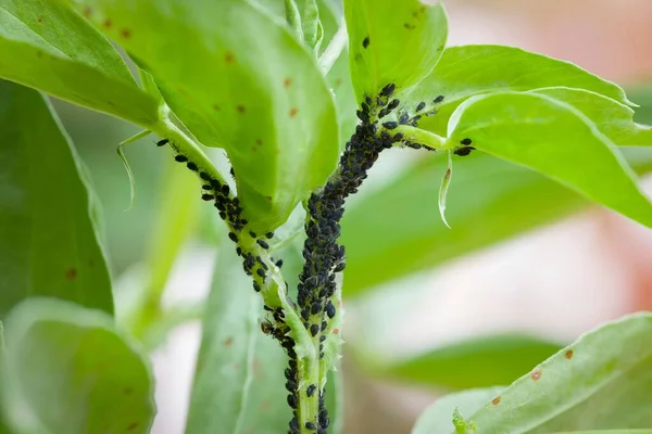 Aphids Černá Moucha Mšice Černá Černá Moucha Listech Široké Fazolové — Stock fotografie