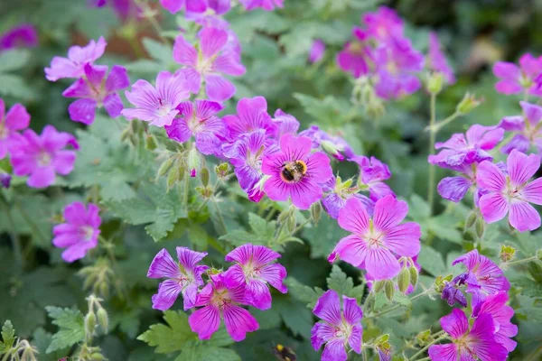 Geranium Sylvaticum Cranesbill Madera Planta Perenne Con Flores Púrpura Primavera —  Fotos de Stock