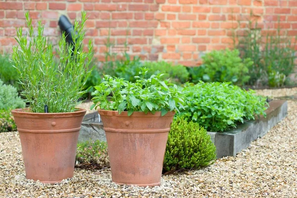 Piante Erbacee Fresche Erbe Che Crescono Contenitori Giardino Nel Cortile — Foto Stock