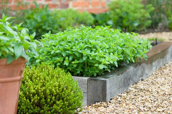 Verse Kruiden Groeiend Een Tuin Oregano Plant Een Container Tuindetails — Stockfoto