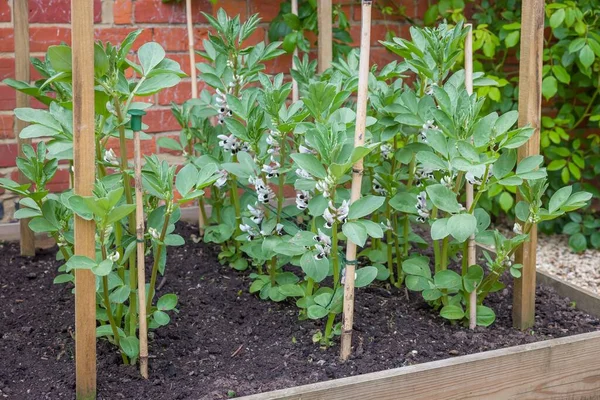 Dicke Bohnen Pflanzen Deren Blüten Einem Hochbeet Wachsen Englischer Gemüsegarten — Stockfoto