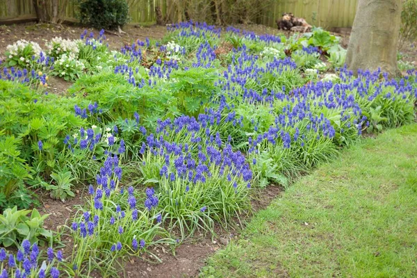 Jacintos Uva Muscari Armeniacum Bulbos Que Crecen Una Frontera Jardín — Foto de Stock