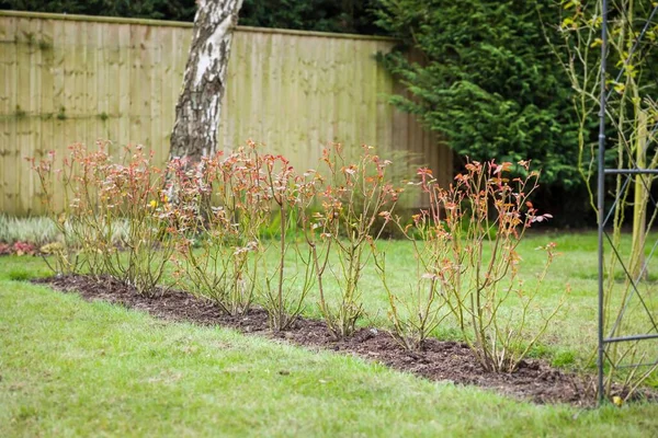 Rosenhecke Reihe Von Strauchrosensträuchern Einem Britischen Garten Winter — Stockfoto