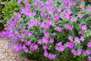 Geranium sylvaticum, hardy geraniums, plant with flowers in spring growing in a UK garden clipart