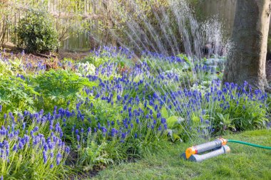 Baharda bahçeye muscari çiçekleri serpiştiren bahçe fıskiyeleri.