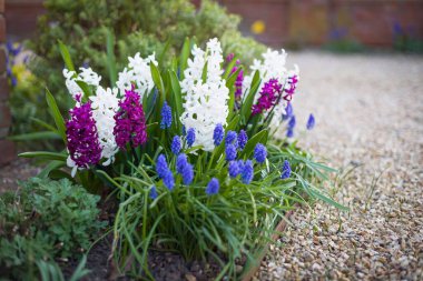 Hyacinth ve muscari (üzümlü sümbül) çiçekleri kışın bir çiçek tarlasında, Birleşik Krallık bahçe ampulleri