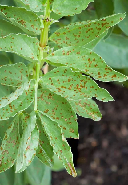 Rust Spots Leaves Close Rust Plant Disease Fava Bean Plant — Stock Photo, Image