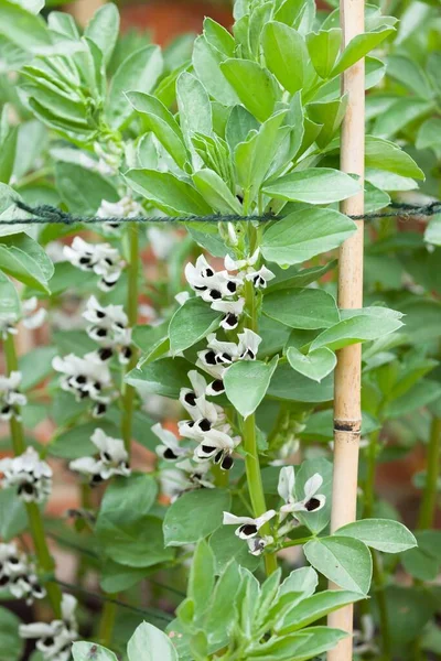 Bohnenpflanzen Favabohnen Mit Blüten Makrodetails Aus Der Nähe Von Pflanzen — Stockfoto
