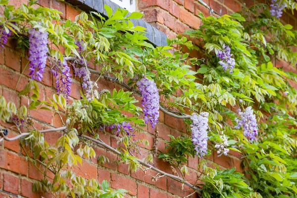 Wisteria plant growing on house wall in spring, UK. Climbing vines supported with vine eyes and wire rope.