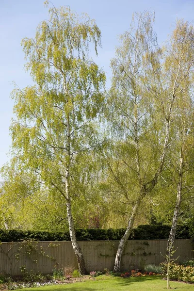 Садові Дерева Задньому Дворику Вкриті Срібними Березами Навесні Велика Британія — стокове фото