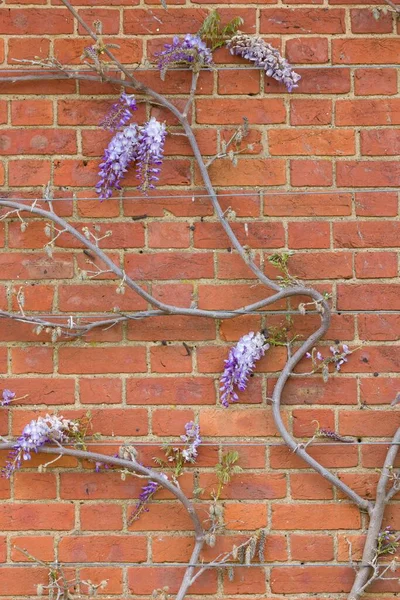 Wisteria plant vines climbing on a house wall in spring, UK, with wire rope support.