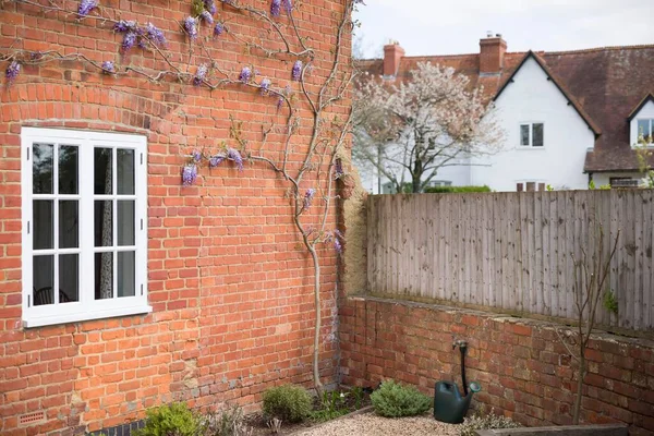 Wisteria Növény Ház Falán Tavasszal Angliában Szőlőszemekkel Drótkötéllel Alátámasztva — Stock Fotó