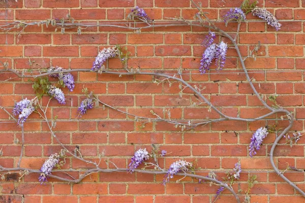 Wisteria Vinrankor Utbildning Klätterväxt Eller Träd Husvägg Våren Storbritannien Med — Stockfoto