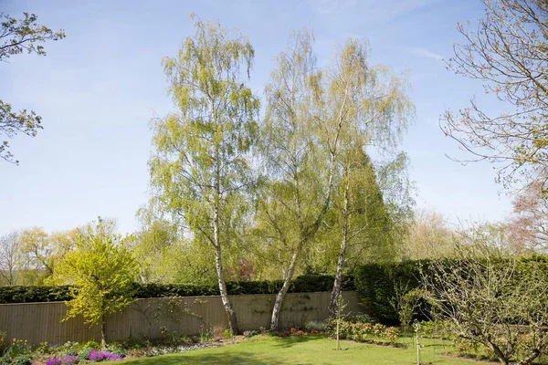 Jardim Quintal Paisagismo Com Bétulas Prata Primavera Reino Unido — Fotografia de Stock