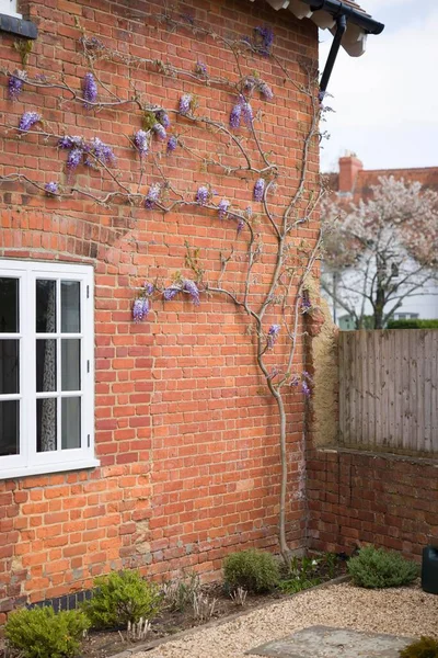 用藤蔓的眼睛和钢丝绳支撑着紫藤植物爬上屋墙 Espalier Tree — 图库照片