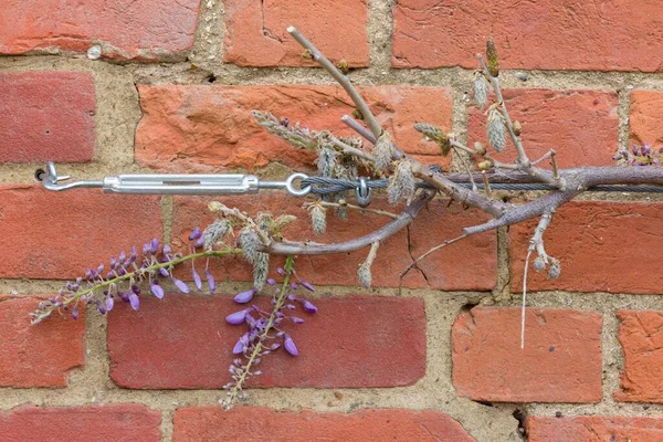 Vistárie Rostlina Nebo Strom Lezení Cihlové Zdi Velká Británie Podpěra — Stock fotografie