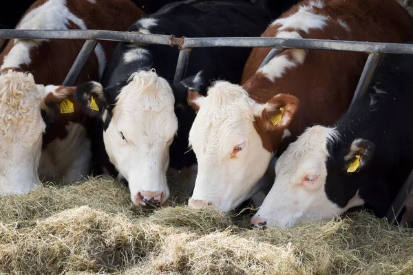 Buckinghamshire Royaume Uni Avril 2021 Jeunes Vaches Hereford Mangeant Paille — Photo