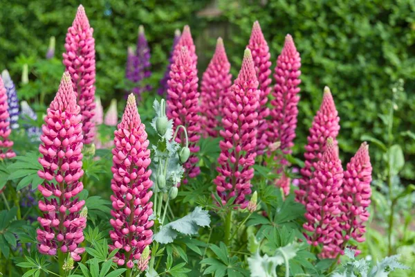 Lupine Lupine Plant Lupinus Met Roze Bloemen Groeiend Een Achtertuin — Stockfoto