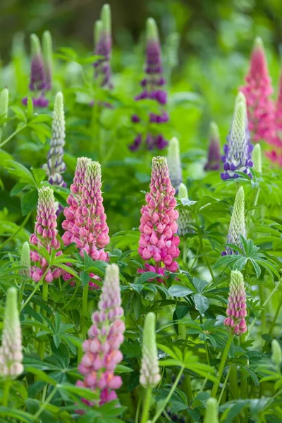 Lupin Lupine Plants Pink Purple Flowers Flower Bed English Back — Stock Photo, Image