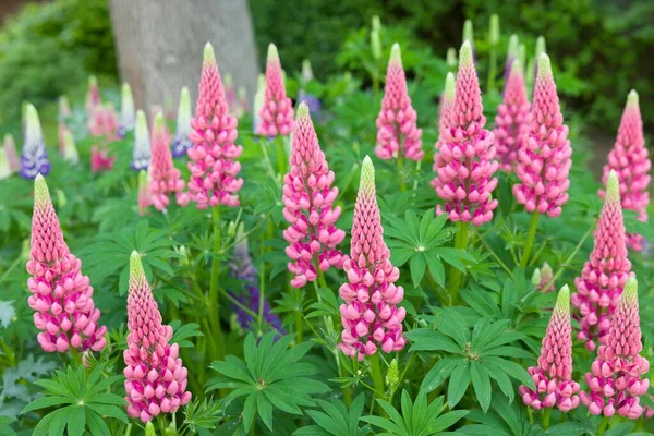 Pink Lupin Flowers Lupinus Plants Growing English Garden Spring — Stock Photo, Image