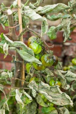 Close-up of tomato plant with blight, (phytophthora infestans,) fungal disease in UK garden clipart