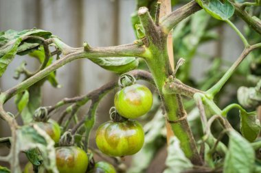 Tomato problems. Close-up of tomato plant with blight, (phytophthora infestans,) a fungal disease in UK garden clipart