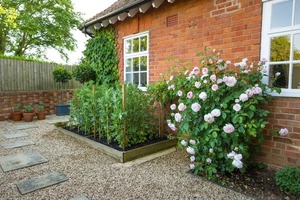 Pequeño Jardín Inglés Con Jardines Duros Grava Cama Elevada Rosal —  Fotos de Stock