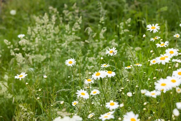 Wild Flower Meadow Chamomile Plant Growing Field Countryside — Stockfoto