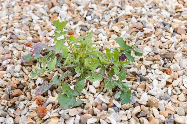 Close Weed Growing Gravel Driveway Garden Weed Control Weedkiller Concepts — Fotografia de Stock