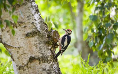 Büyük benekli erkek ağaçkakan, Dendrocopos Major, İngiltere 'de bir huş ağacında