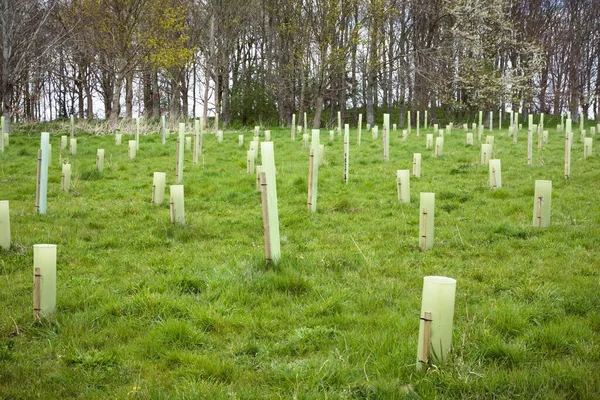 Planting Trees Tree Saplings Guards Growing Field Buckinghamshire — Stok fotoğraf