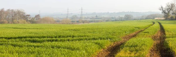 Поля Закате Сельской Местности Великобритании Панорамный Пейзаж Пшеничными Полями Зимой — стоковое фото