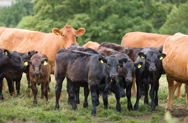Mandria Bovini Carne Hereford Con Vitelli Bestiame Campo Una Fattoria — Foto Stock