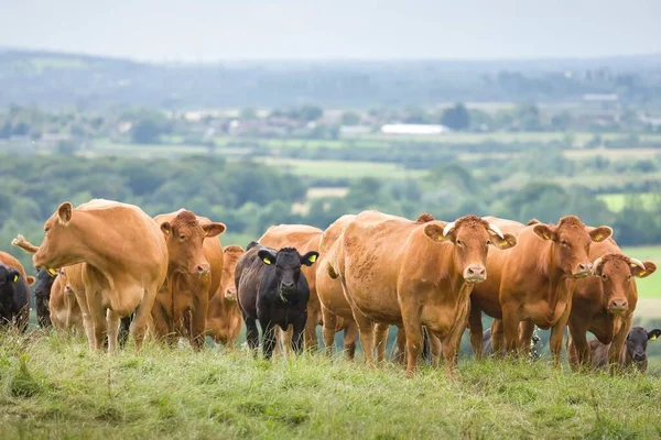 Herd Cows Hereford Beef Cattle Calves Livestock Field Farm Aylesbury — Φωτογραφία Αρχείου