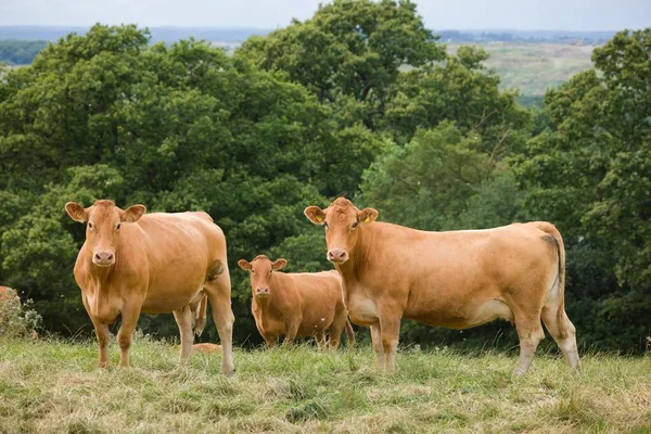 Rebanho Vacas Hereford Gado Bovino Num Campo Numa Quinta Reino — Fotografia de Stock