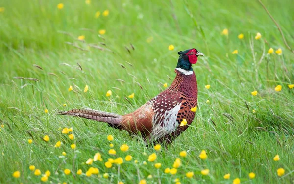 Male Pheasant Field Common Pheasant Game Bird Farmland — Photo