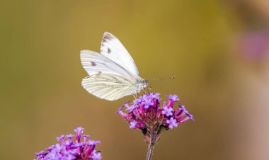 Küçük beyaz kelebek (pieris rapae) çiçek tozlaşması (verbena bonariensis) yazın İngiltere 'de bir bahçede