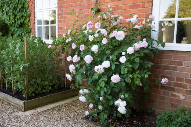 Pembe güller, İngiltere 'de büyüyen gül çalıları.