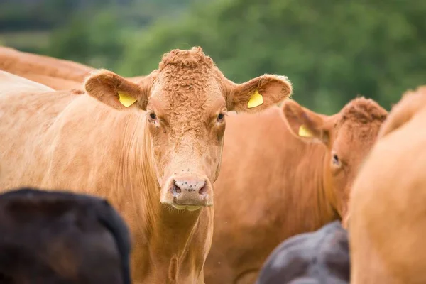 Herd Hereford Beef Cattle Calves Livestock Field Farm Aylesbury Vale — ストック写真