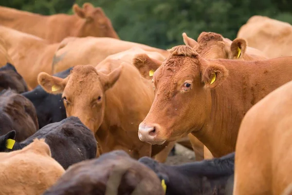 Herd Hereford Beef Cattle Calves Livestock Field Farm Aylesbury Vale — Foto Stock