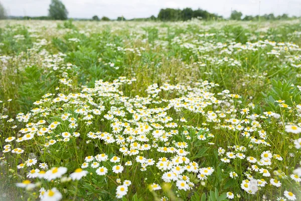 Gänseblümchen Wilde Kamillenpflanzen Wildblumen Die Auf Einem Feld Der Britischen — Stockfoto