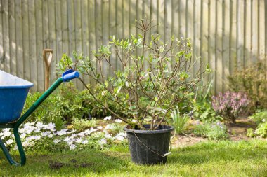 UK garden scene, planting plants (daphne shrub) in a flowerbed in spring