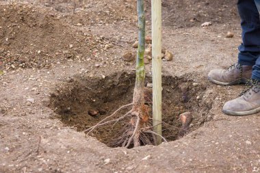 Planting and staking a bare root tree in a hole in a UK garden. Chanticleer ornamental pear standard tree.