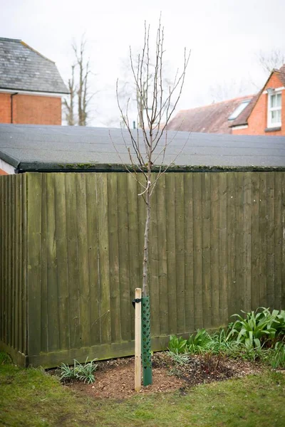 Planting tree in UK garden in winter. Chanticleer ornamental pear with stake and tree guard