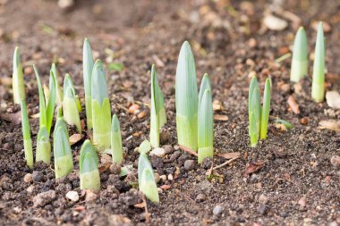Daffodil shoots emerging from soil in January in a UK garden flowerbed