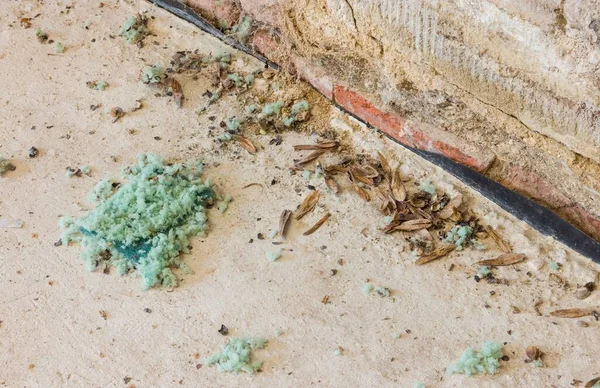 一个车库老鼠的证据 老鼠排泄物 吃种子和碎屑造成的破坏 — 图库照片