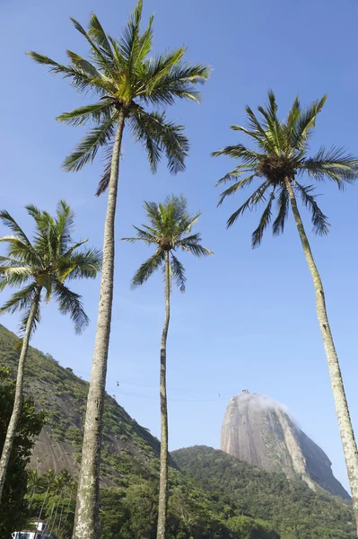 Сахарная гора Рио-де-Жанейро Бразилия с пальмовыми деревьями — стоковое фото