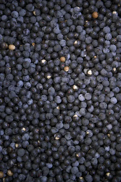 Açaí Acai Berries Brazilian Farmers Market — Stock Photo, Image