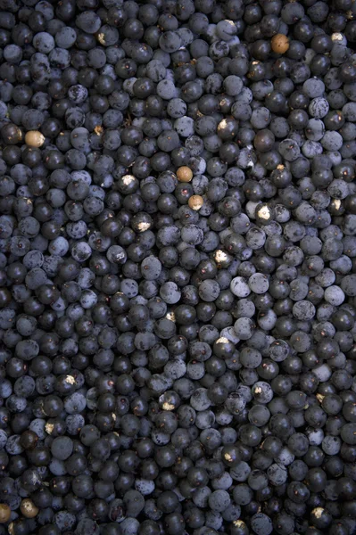 5 504 Acai Berry Stock Photos Free Royalty Free Acai Berry Images Depositphotos
